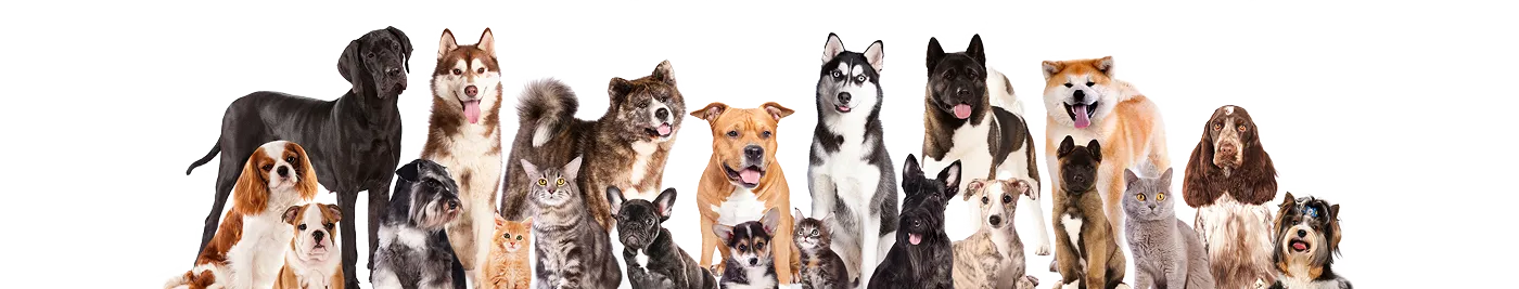 A group of dogs and cats representing the Emma & Buddy community