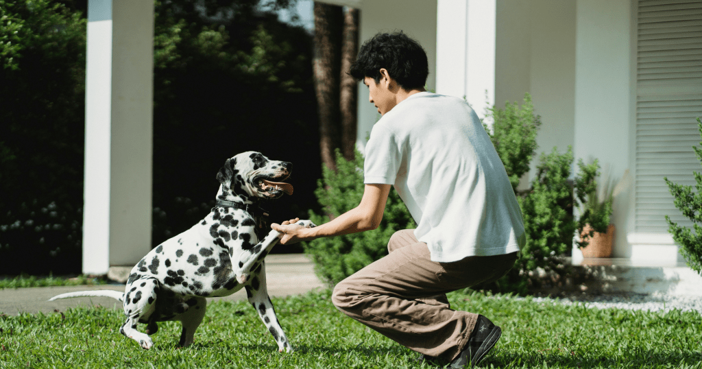 do-emotional-support-animals-need-training
