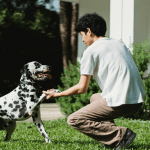 do-emotional-support-animals-need-training