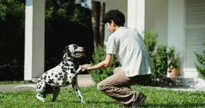 do-emotional-support-animals-need-training