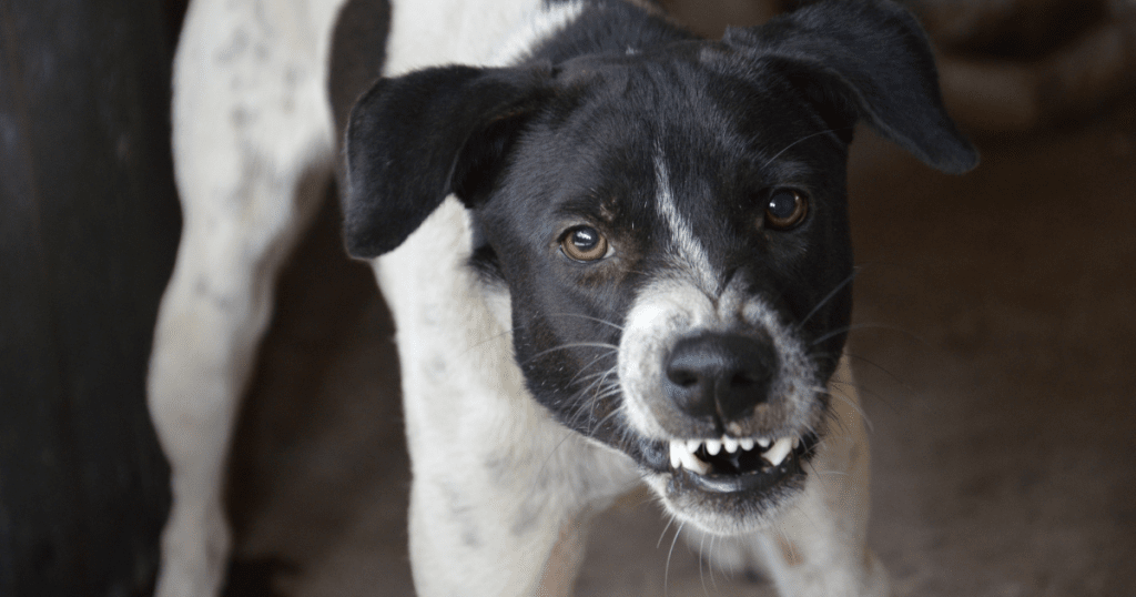 Emotional Support Animal Behavior Issues: 2025 Guide