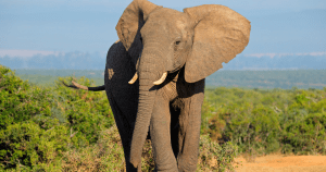 ESA Other Species Rules: Foreign Species, 4(d) & 10(j)