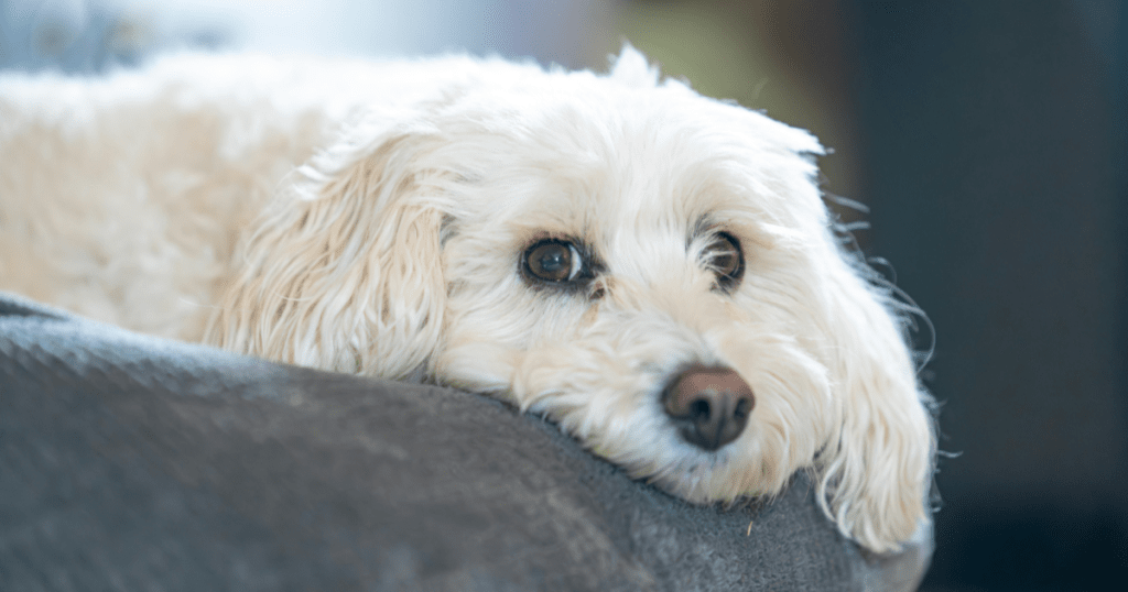 Talking About ESA Shared Housing: 2026 Rights & Rules