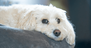 Talking About ESA Shared Housing: 2026 Rights & Rules