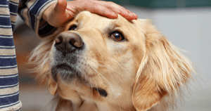 ESA Housing Discrimination: FHA Rights and 2026 Rules