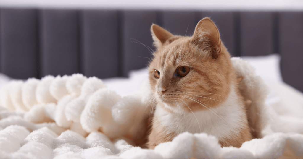 ESA for Renters: 2025 Housing Rights, Landlord Rules