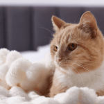 ESA for Renters: 2025 Housing Rights, Landlord Rules