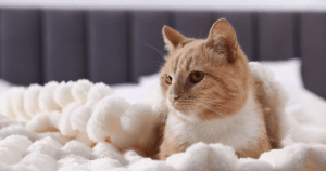 ESA for Renters: 2025 Housing Rights, Landlord Rules