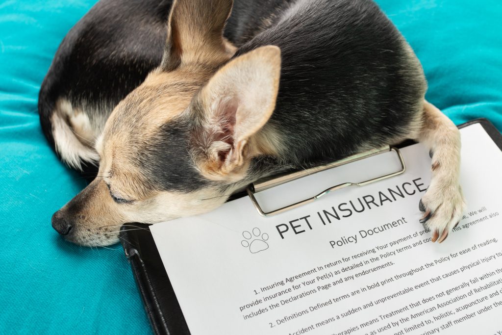 best pet insurance company