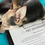 best pet insurance company