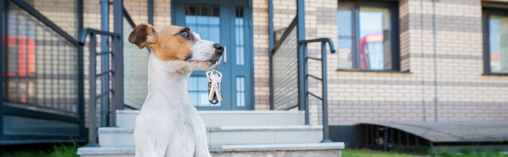 pet friendly houses to rent