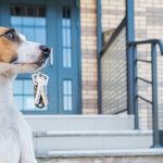 pet friendly houses to rent