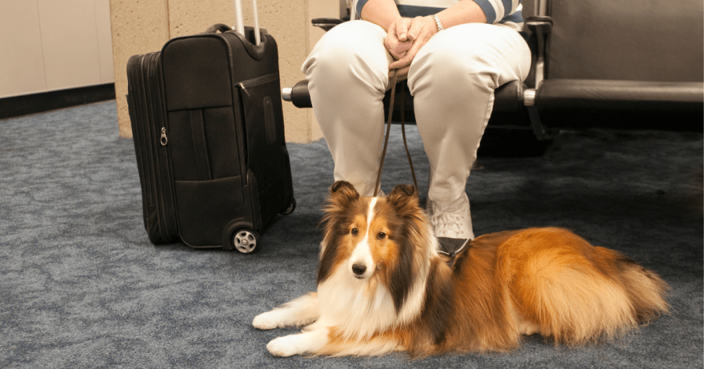 Criteria for “ESA-Friendly International” Airlines