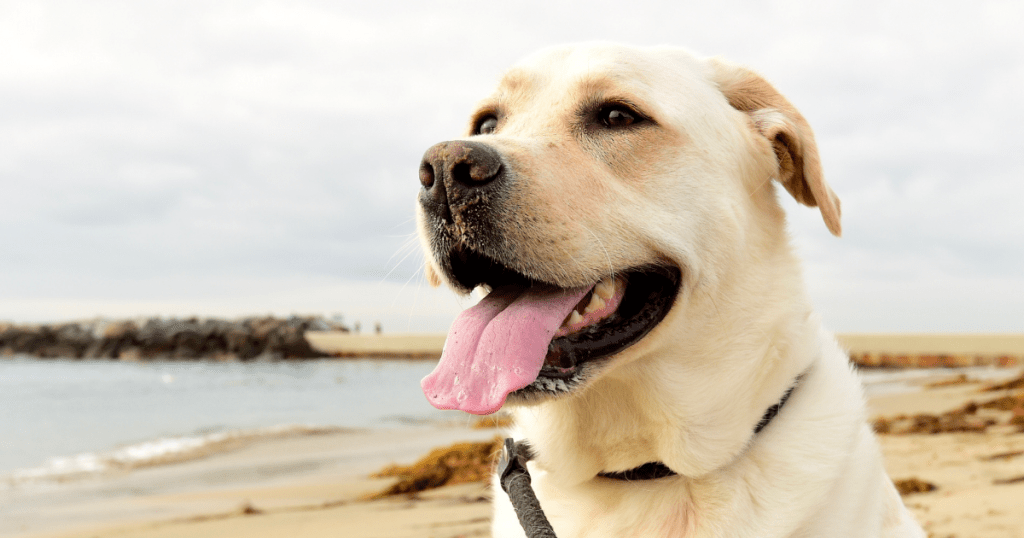 Dog Breeds for Emotional Support & Psychiatric Service