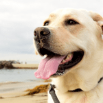 Dog Breeds for Emotional Support & Psychiatric Service
