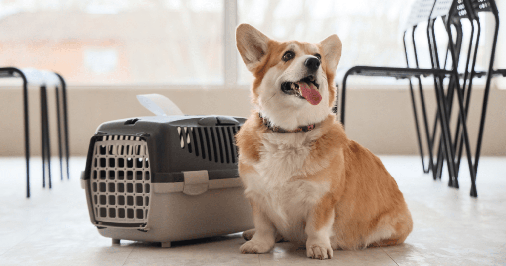 Preparing Your ESA for International Travel